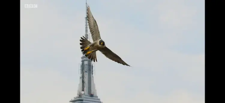 Peregrine falcon (Falco peregrinus anatum?) as shown in Planet Earth II - Cities